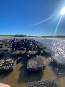 Sorting oysters on the Brewster, MA flats